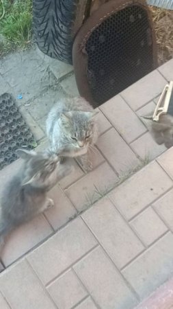 мама кошка соскучилась