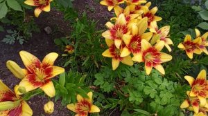 Не о цветах, об овощах 😊!!!