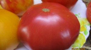 Дегустирую самые крупные салатные помидоры. Томат Кот Бегемот. №1136.