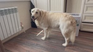 ВЛОГ с животинками😻😻😻 Мило.. Собака Рич с КОТОМ и КОТЁНКОМ. ВОРУЮТ еду у СОБАКЕНА,пока тот спит)