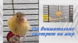 Из гнезда сразу в полёт. Птенец канарейки осваивает мир вне клетки