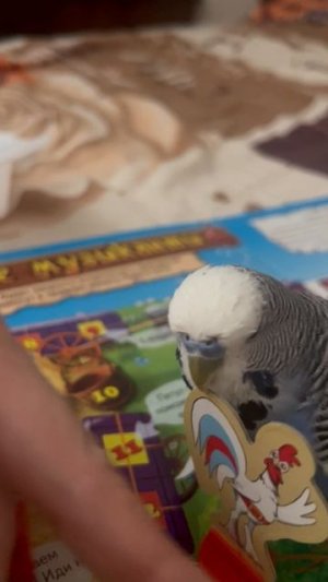 Попугай играет в настольные игры))
