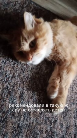 Кот Жара Новости