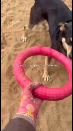 Приезжай в приют к собакам #собаки #приют #популярное #топ #животные
