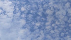 Полёты голубей 19.07.25.