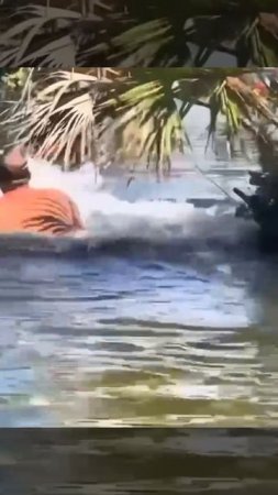 Напугать крокодила