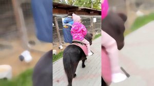 Я катаюсь на пони в Бахчисарайском зоопарке / миниатюр | Батуева Елена Сергеевна