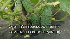 "Ультраскороспелый" сорт огурца Для открытого грунта любого региона нашей страны семена есть у нас