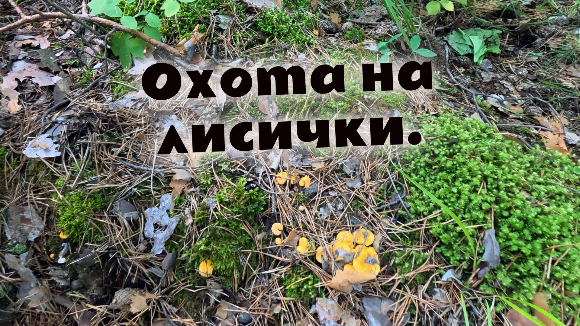 Быстрый поход за лисичками.