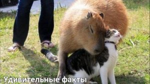 🎥 Капибара – улыбчивый гигант среди грызунов! 🐾💛