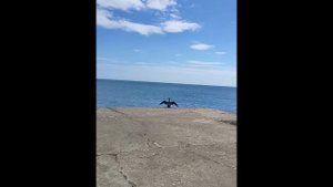 Полуясный мотив