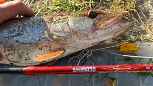 Шимолино, рыбалка на щуку