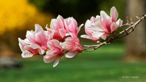 День именин Нины