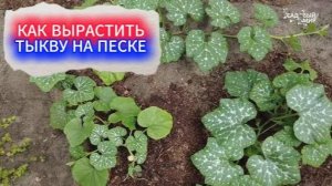 КАК ВЫРАСТИТЬ ТЫКВУ НА ПЕСКЕ. УЧИМСЯ ВЫРАЩИВАТЬ КРУПНЫЕ ТЫКВЫ И КАБАЧКИ НА СУПЕСЧАНОЙ ПОЧВЕ.
