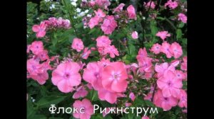 ФЛОКСЫ -  КРАСИВЫЕ  ЦВЕТЫ   (ПОСАДКА УХОД)