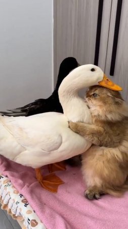 Друзья☺️
