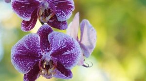 ДЛЯ СЕСТРЫ С ЛЮБОВЬЮ