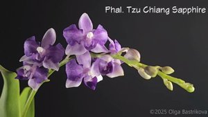 Phal. Tzu Chiang Sapphire