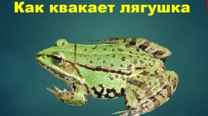 Как квакает лягушка. Звуки природы