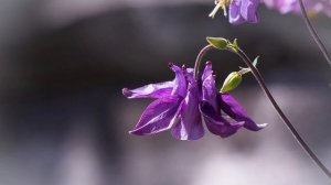 ДАЧА-САД Морозоустойчивый многолетник аквилегия
