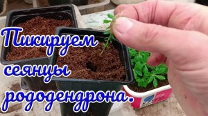 01.06.25 г. Пикируем сеянцы рододендрона февральского посева.