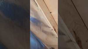 1000029574.mp4 (Собака наблюдает за креплением каркаса для имитации бруса в доме А-фрейм)