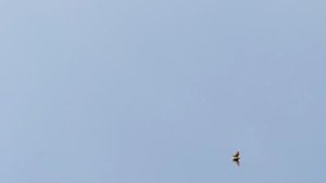 Полёты голубей 20.07.25.