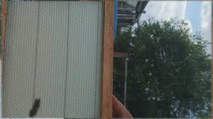 Пересаживаю в улей третий рой 2025.