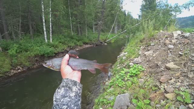 Свал В ЯМУ  СТОЛЬКО ХАРИУСА Я НЕ ВИДЕЛ Сижу ЛОВЛЮ РЫБУ на Речушке в Тайге Сворил УХУ на костре!
