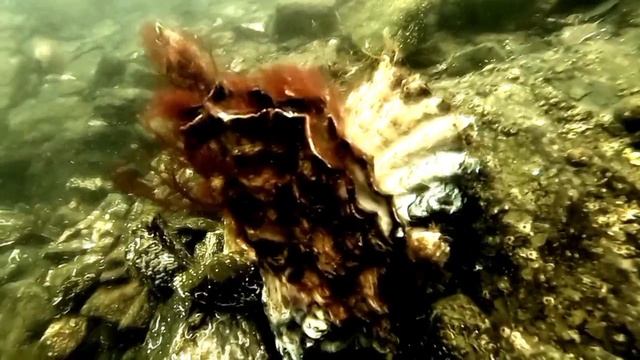 От -2°C до +30°C: зачем дальневосточной устрице такой запас прочности? смотреть онлайн