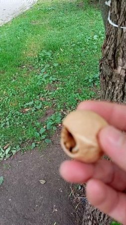 20.07.25. пополнила ближние кормушки для белочек и мелких лесопарковых птиц