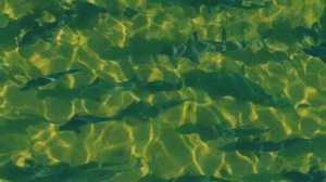 Как же красиво!🐟💙🌊