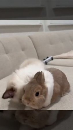 Как дружат коты и кролики☺️