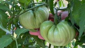 Дневник моих огородных дел. 13 июля 2025 года