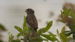 Голоса птиц. Чечевица, наблюдение птиц в Новгородской области, 20 июля 2025