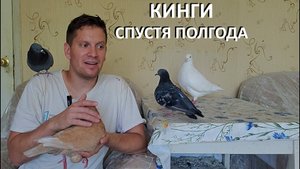Голуби кинги уже полгода живут у нас