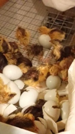 Малыши 🐣