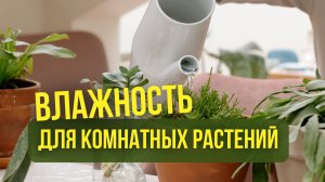 Как создать правильную влажность для комнатных растений