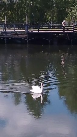Лебедь плывёт к нам🦢😍