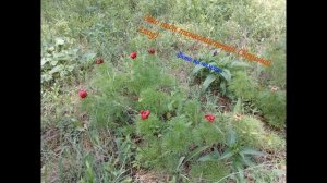 Крымская республиканская выставка охотничьих собак "САЛЮТ ПОБЕДЕ". 15-16 мая 2021 года.