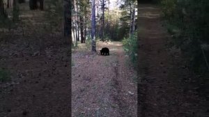 Встреча на реке Иногда с дикими медведеми VID-20250720-WA0004