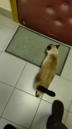 Сиамская кошка
