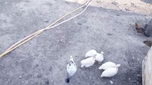 Наш двор. Цесарки на прогулке.