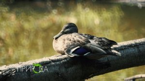 Кряква, Anas platyrhynchos
