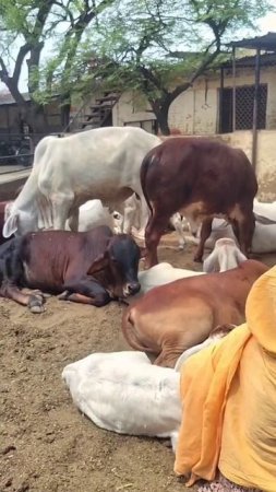 Cute calfs in Vrindavan #vrindavan #calf #cows #cute