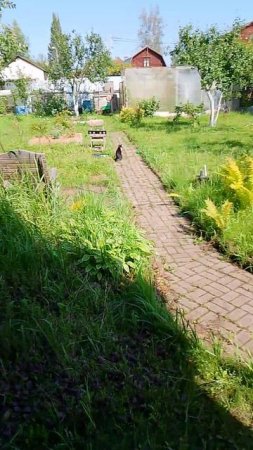 Котëнок во дворе