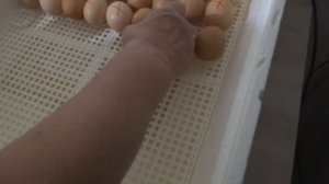 ДАЧА-САД - ВЫРАЩИВАНИЕ КУРИНЫХ ЦЫПЛЯТ В ИНКУБАТОРЕ - НЕПТУН