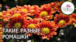 Такие разные ромашки