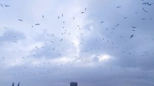 Птичий гвалт