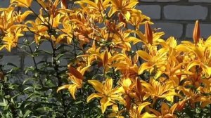 Sadovyy ugolok. Желтые лилии.